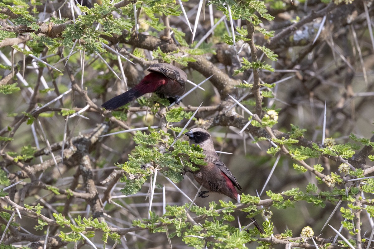 Black-faced Waxbill - ML652799676