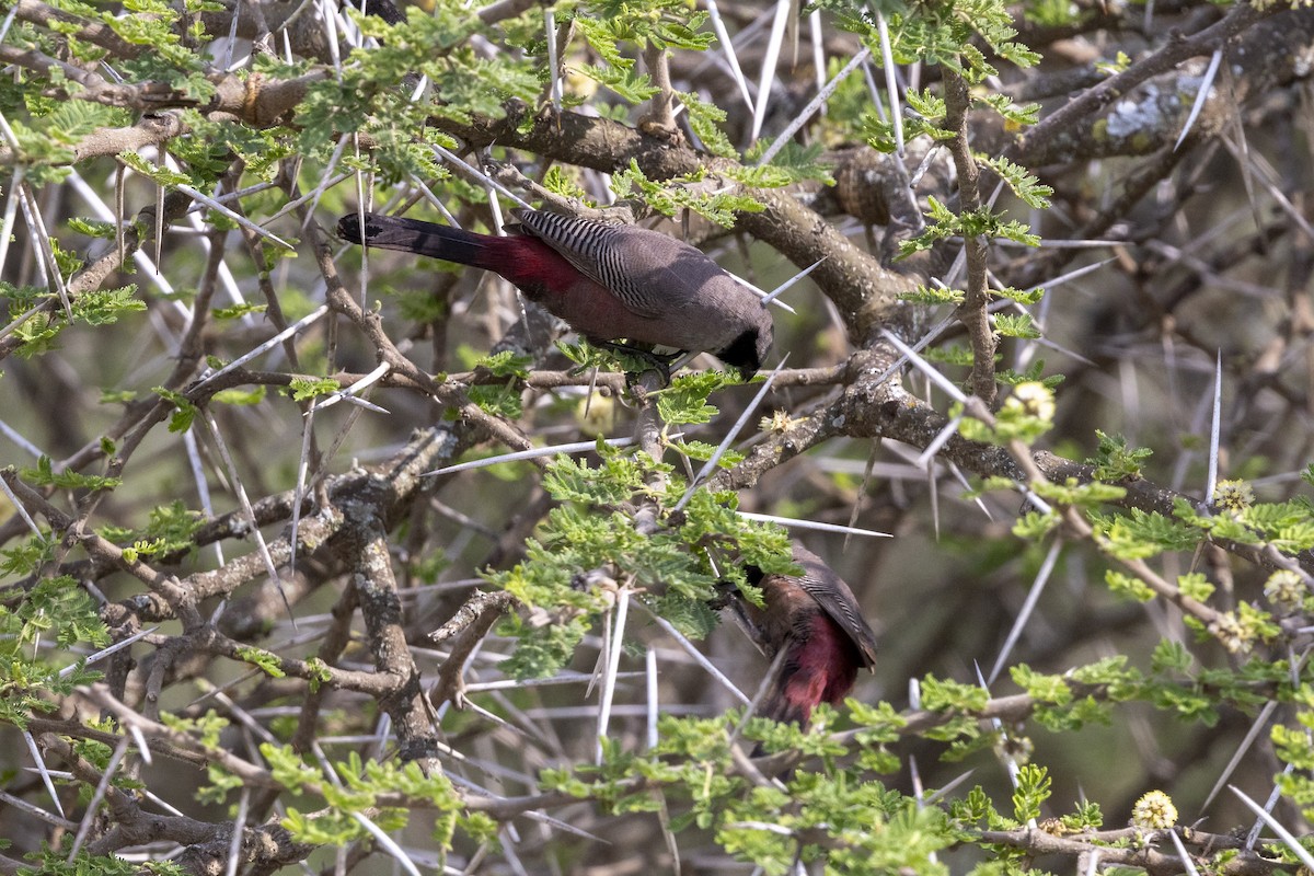Black-faced Waxbill - ML652799698
