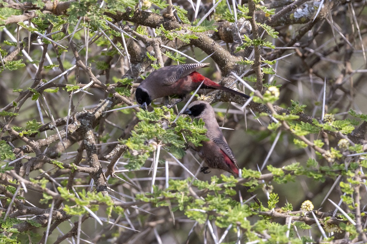 Black-faced Waxbill - ML652799699