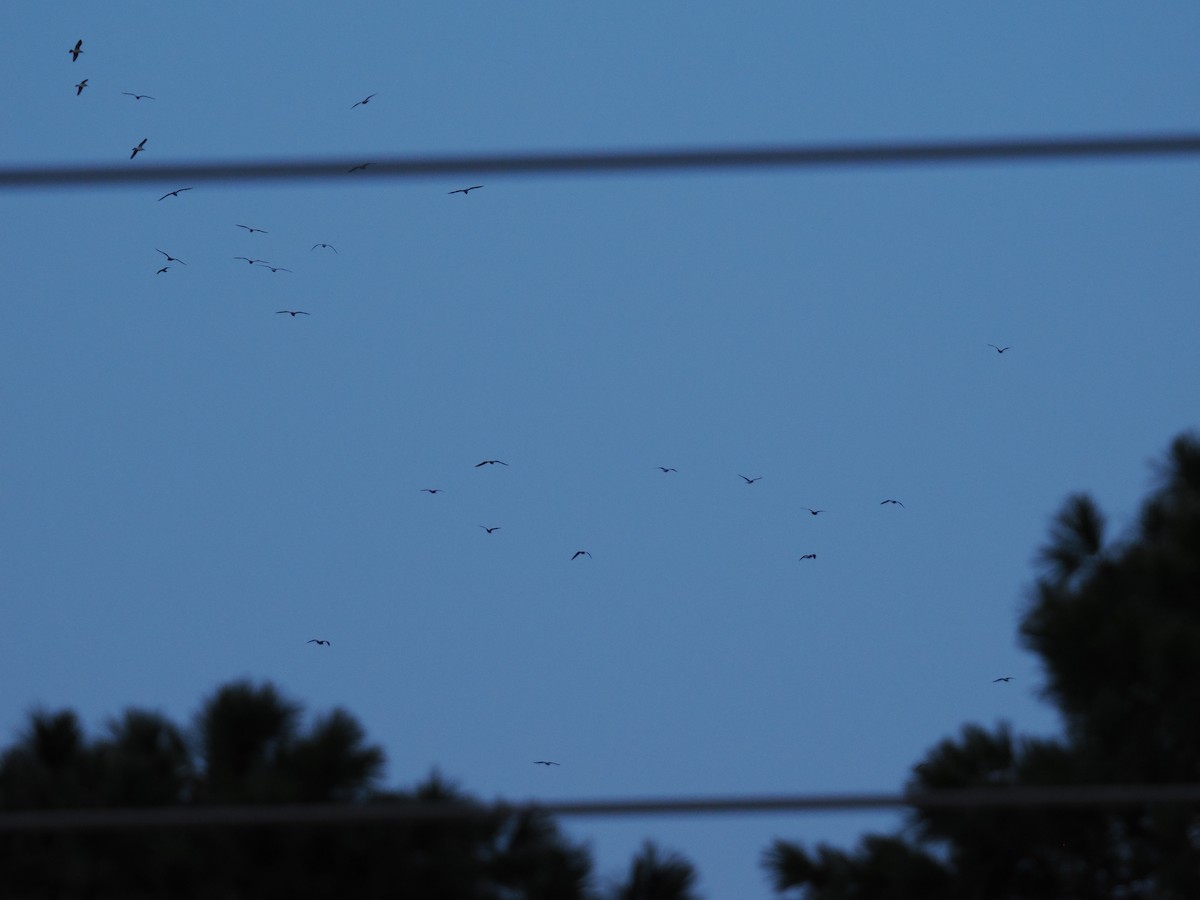 tanımsız Larinae sp. - ML652799766