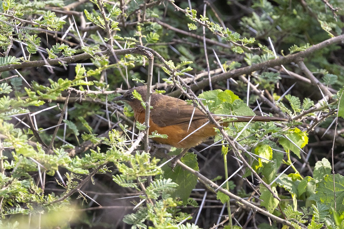 Rufous Chatterer - ML652799799