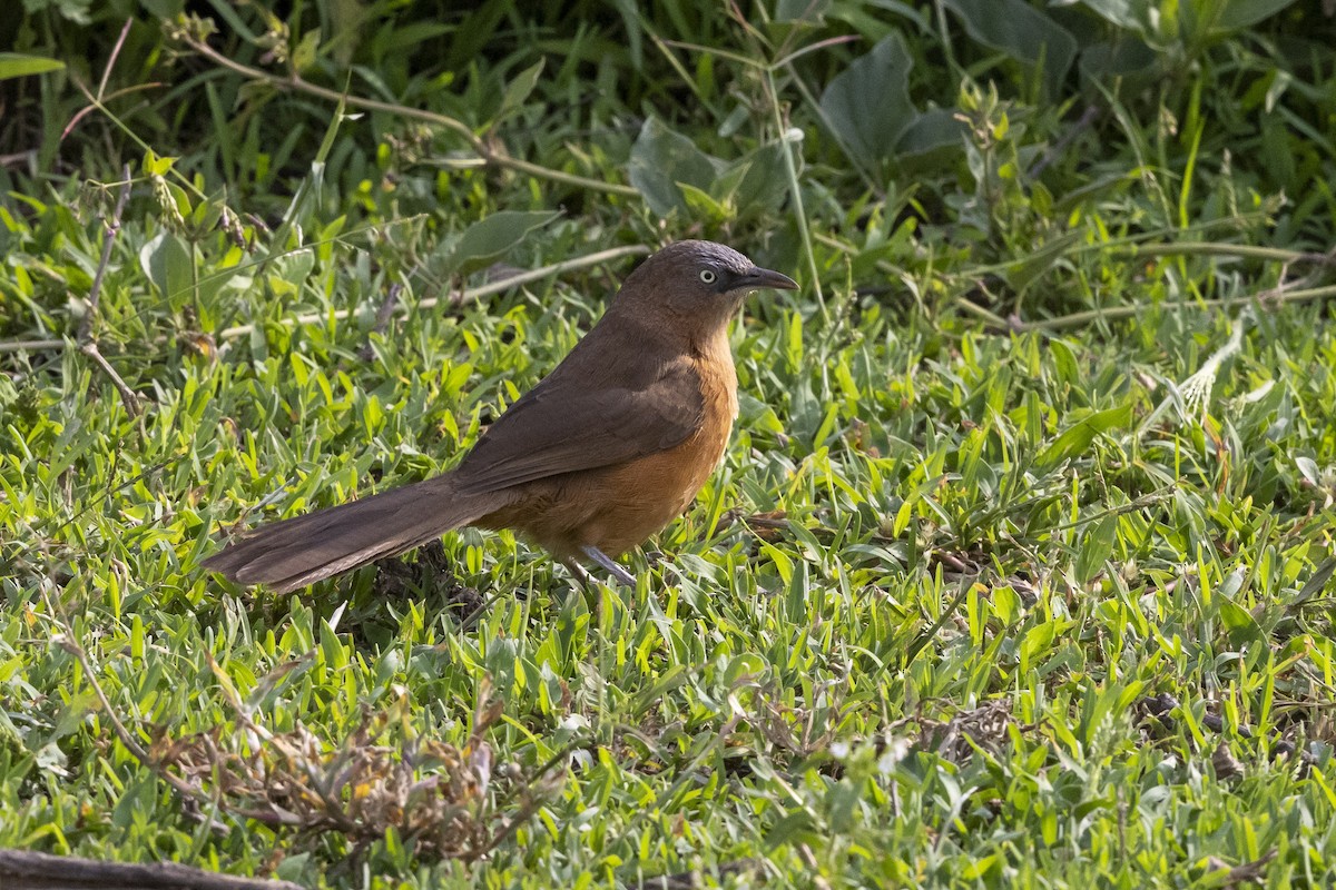 Rufous Chatterer - ML652799806