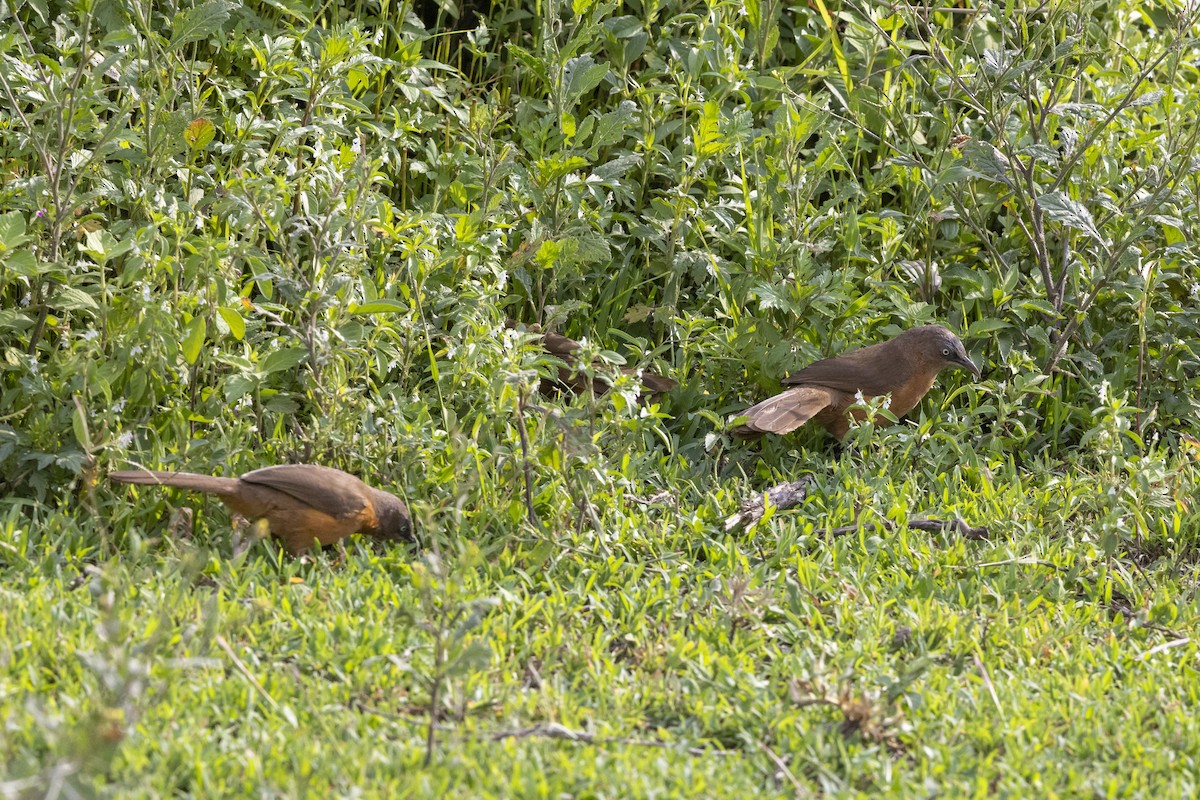 Rufous Chatterer - ML652799807