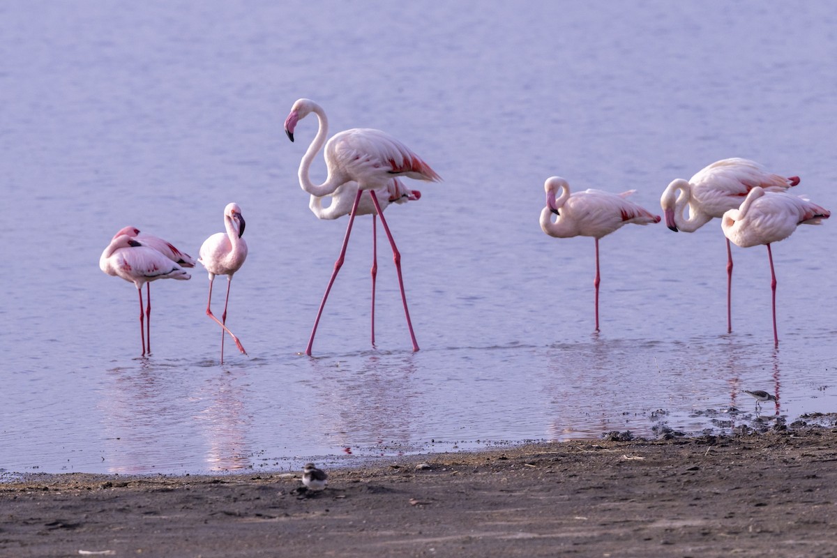 Lesser Flamingo - ML652799877