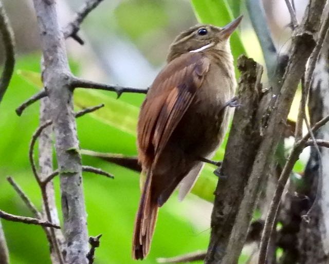 okervingetreløper - ML652799896