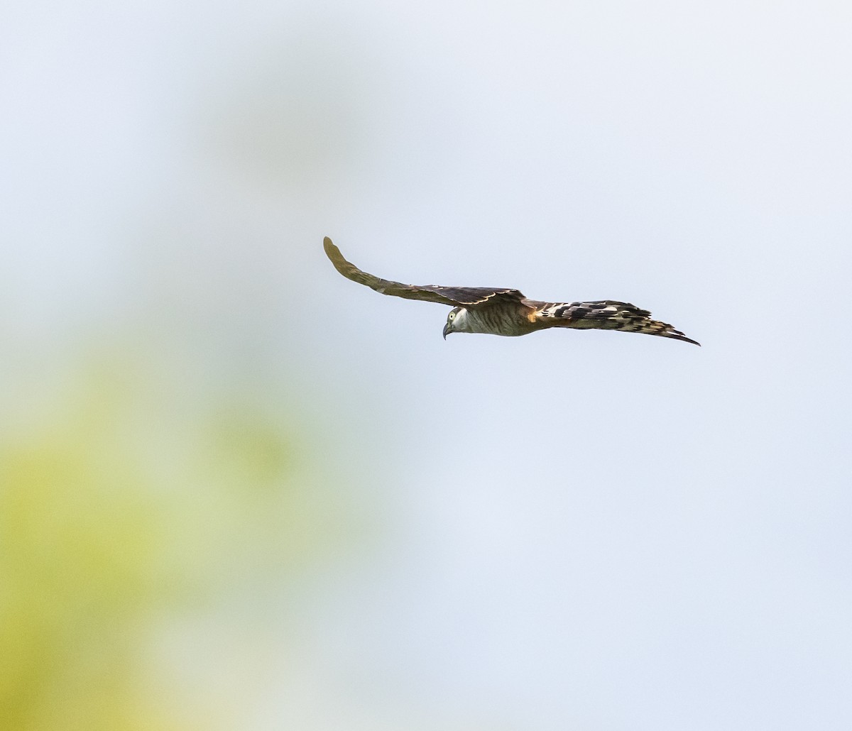 Langschnabelweih - ML652799951