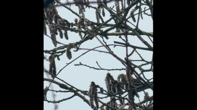 Pine Siskin - ML652800178
