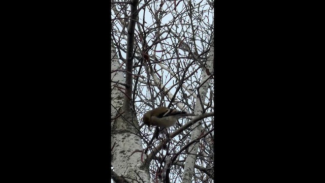 čížek žlutý - ML652800194