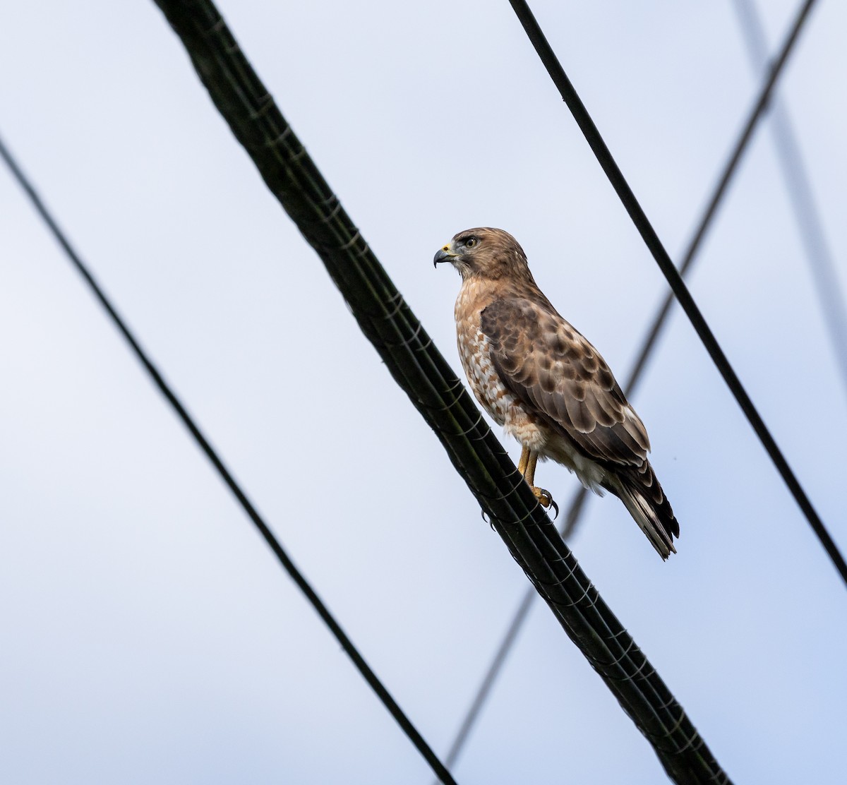 Broad-winged Hawk - ML652800444