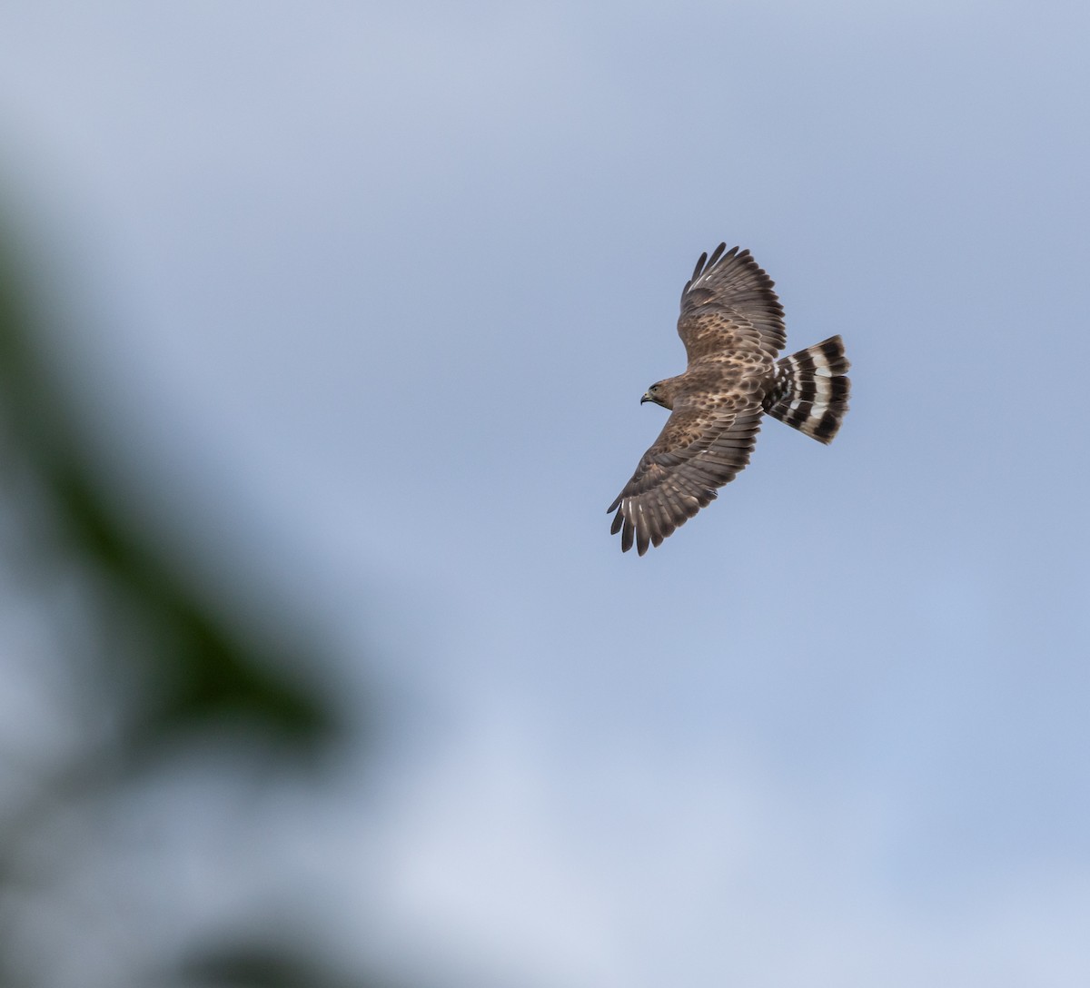 Broad-winged Hawk - ML652800445