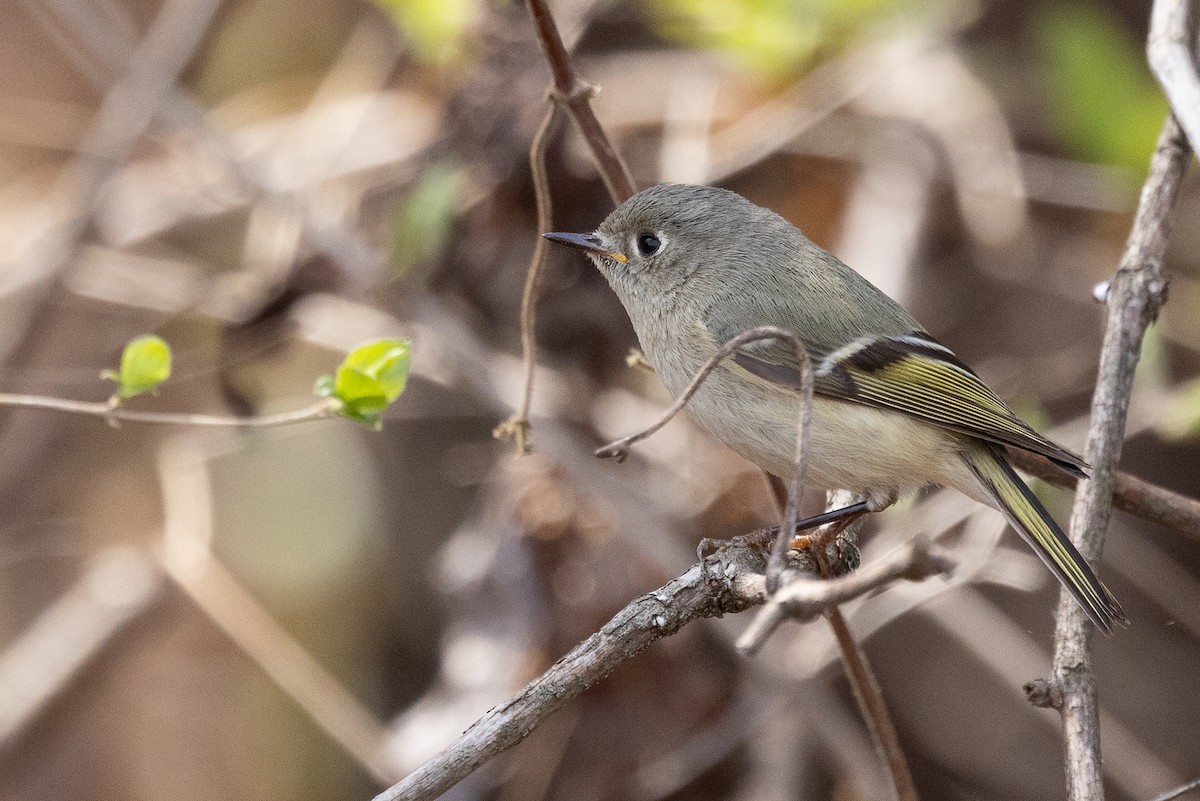 rubinfuglekonge - ML652800629