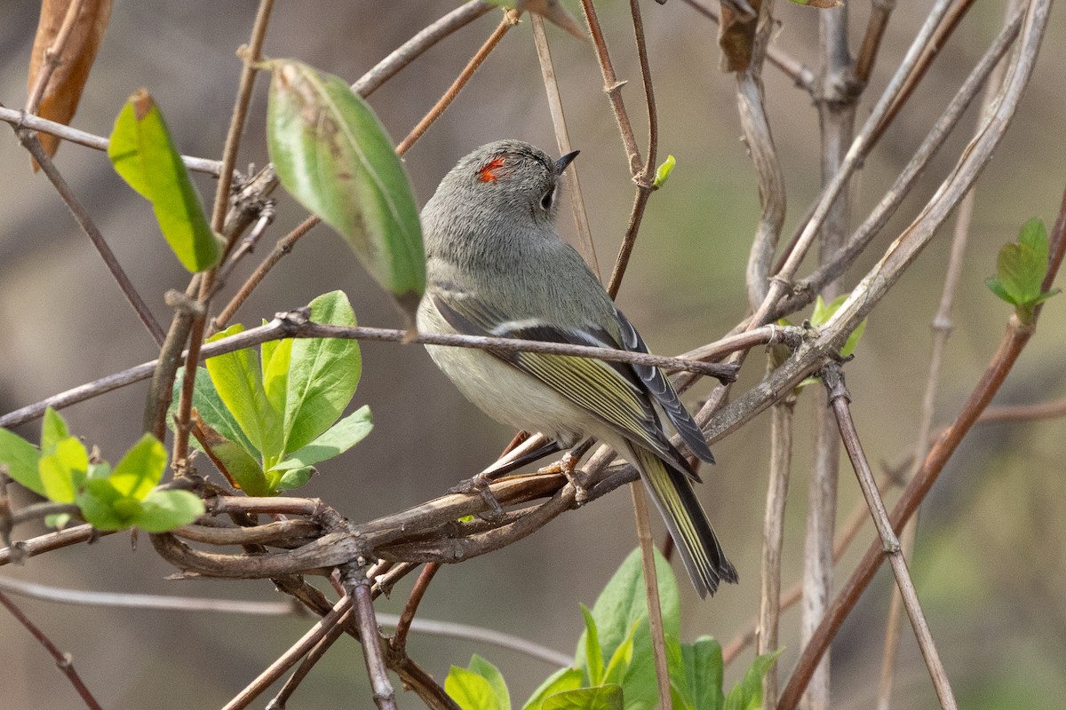 rubinfuglekonge - ML652800630