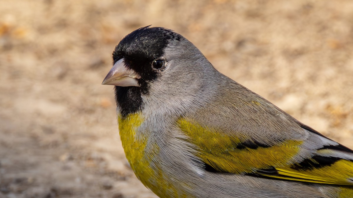 Chardonneret gris - ML652800761