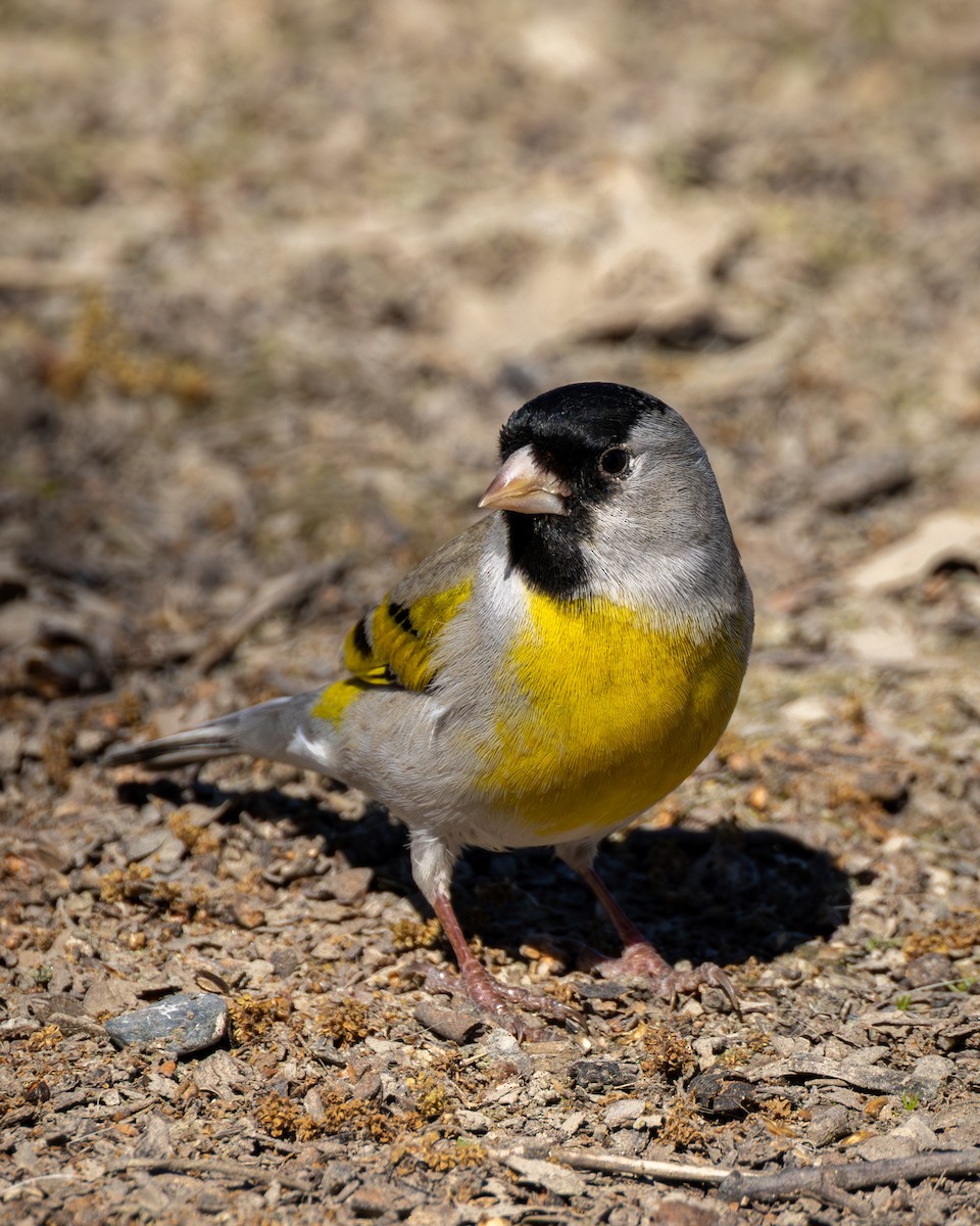 Chardonneret gris - ML652800762