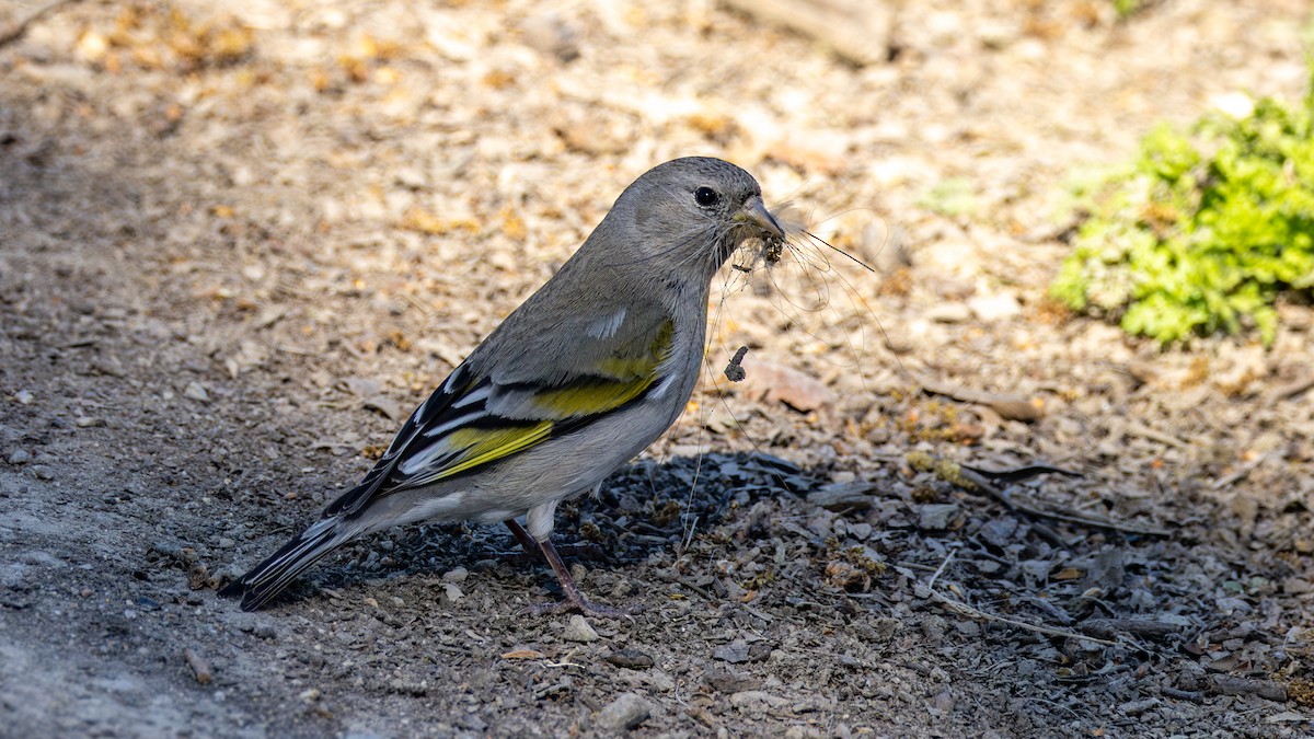 Chardonneret gris - ML652800763