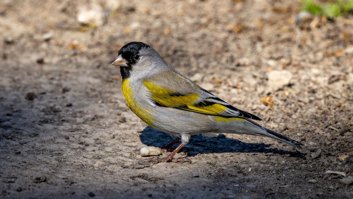 Chardonneret gris - ML652800764