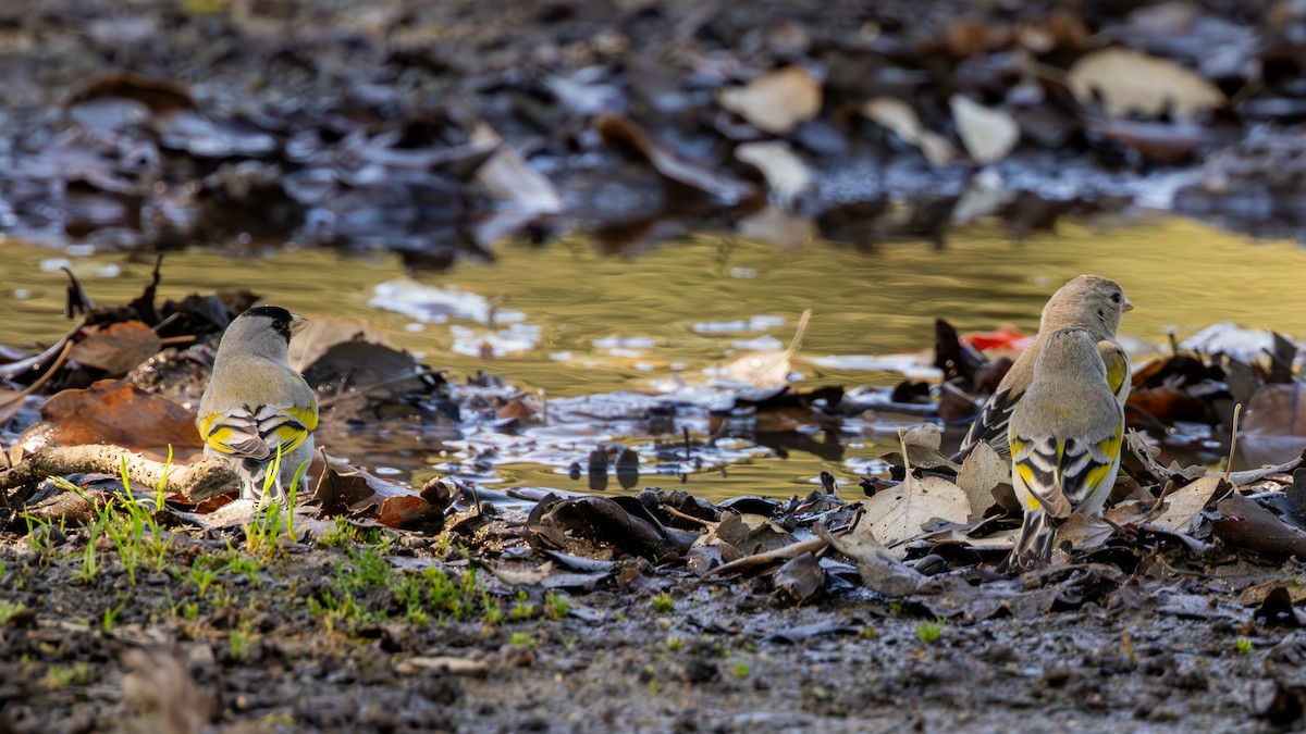 Chardonneret gris - ML652800772