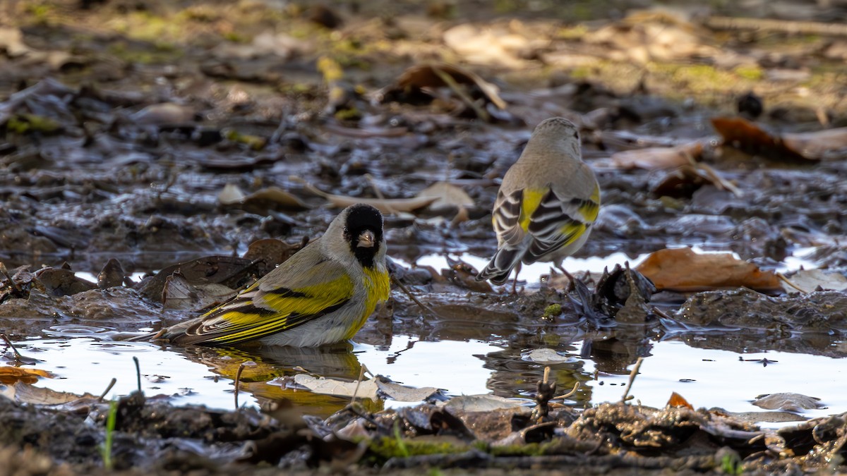 Chardonneret gris - ML652800792