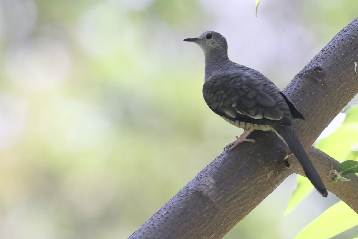 Inca Dove - ML652801388