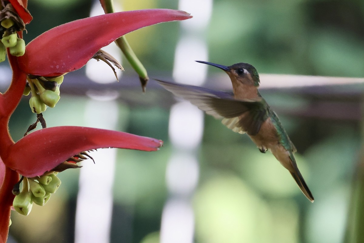 Rufous Sabrewing - ML652801401