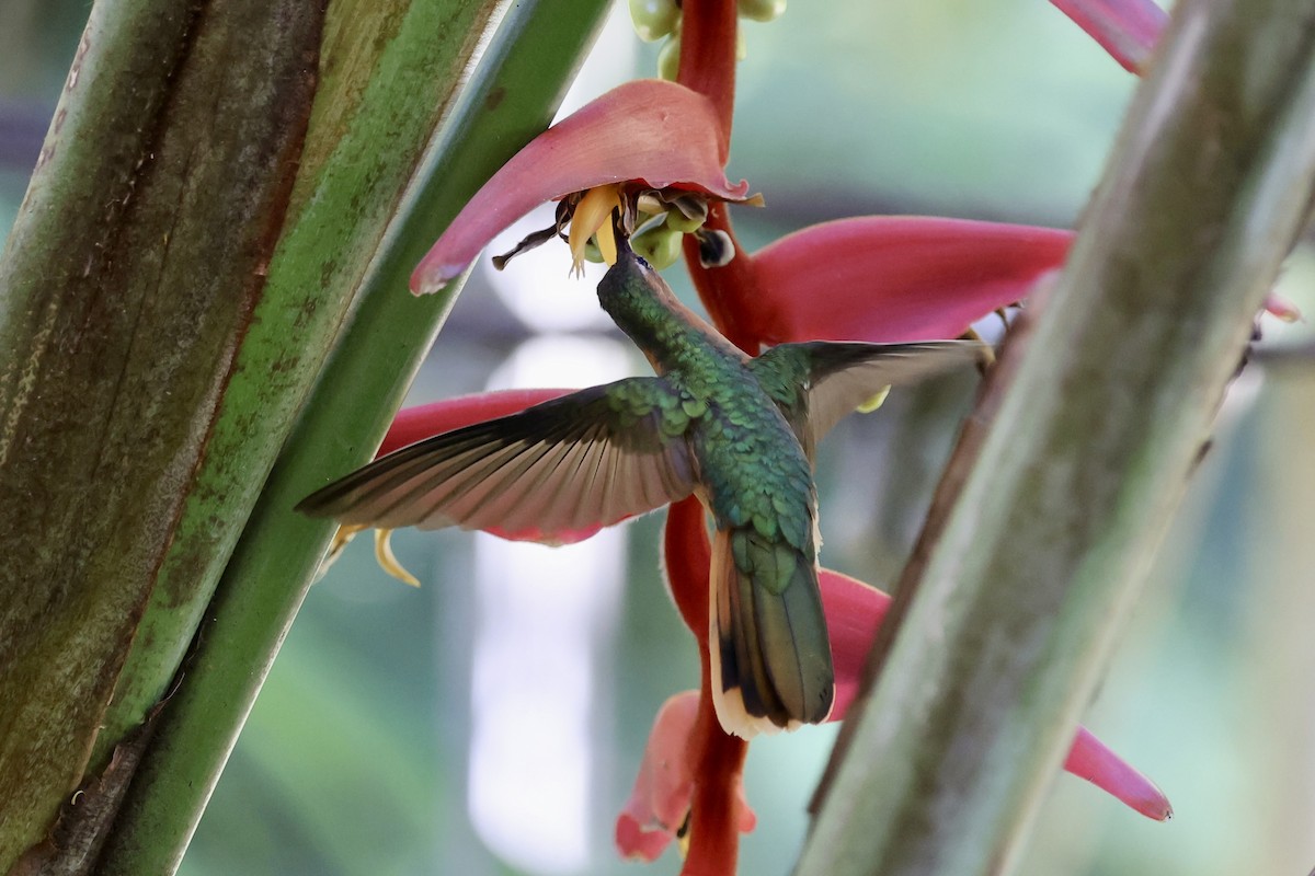 Rufous Sabrewing - ML652801414