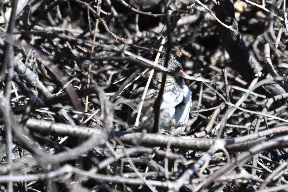 Harris's Sparrow - ML652801472