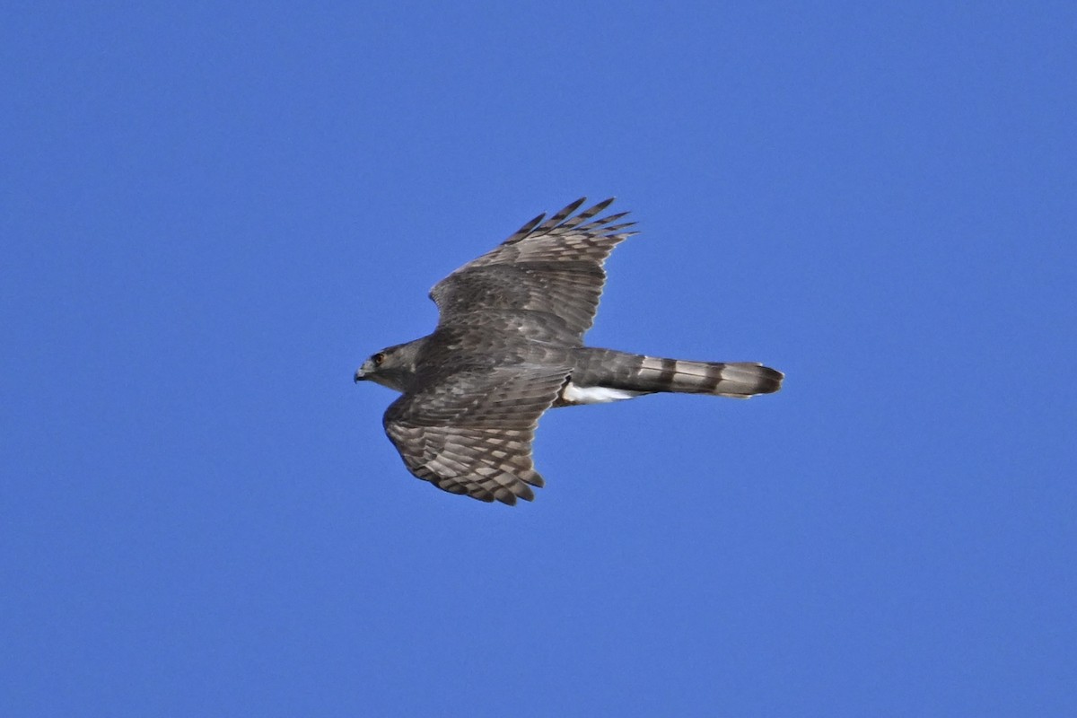 Cooper's Hawk - ML652801482