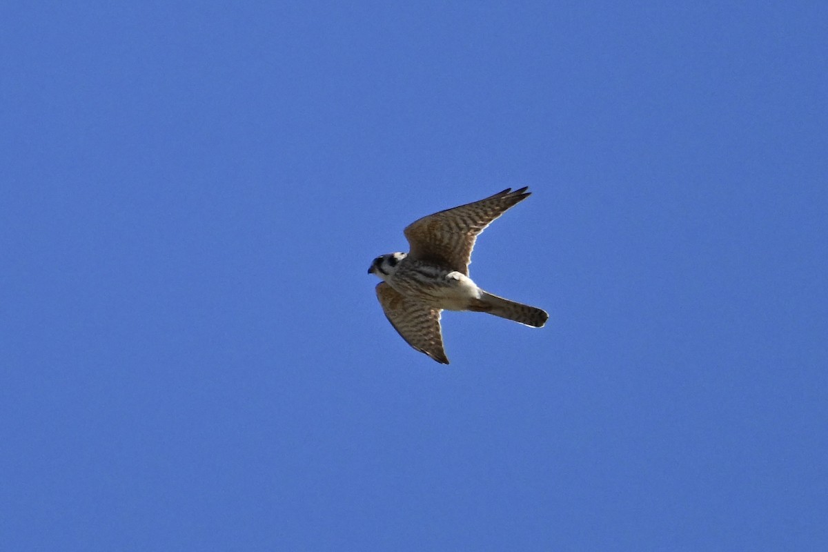 American Kestrel - ML652801488