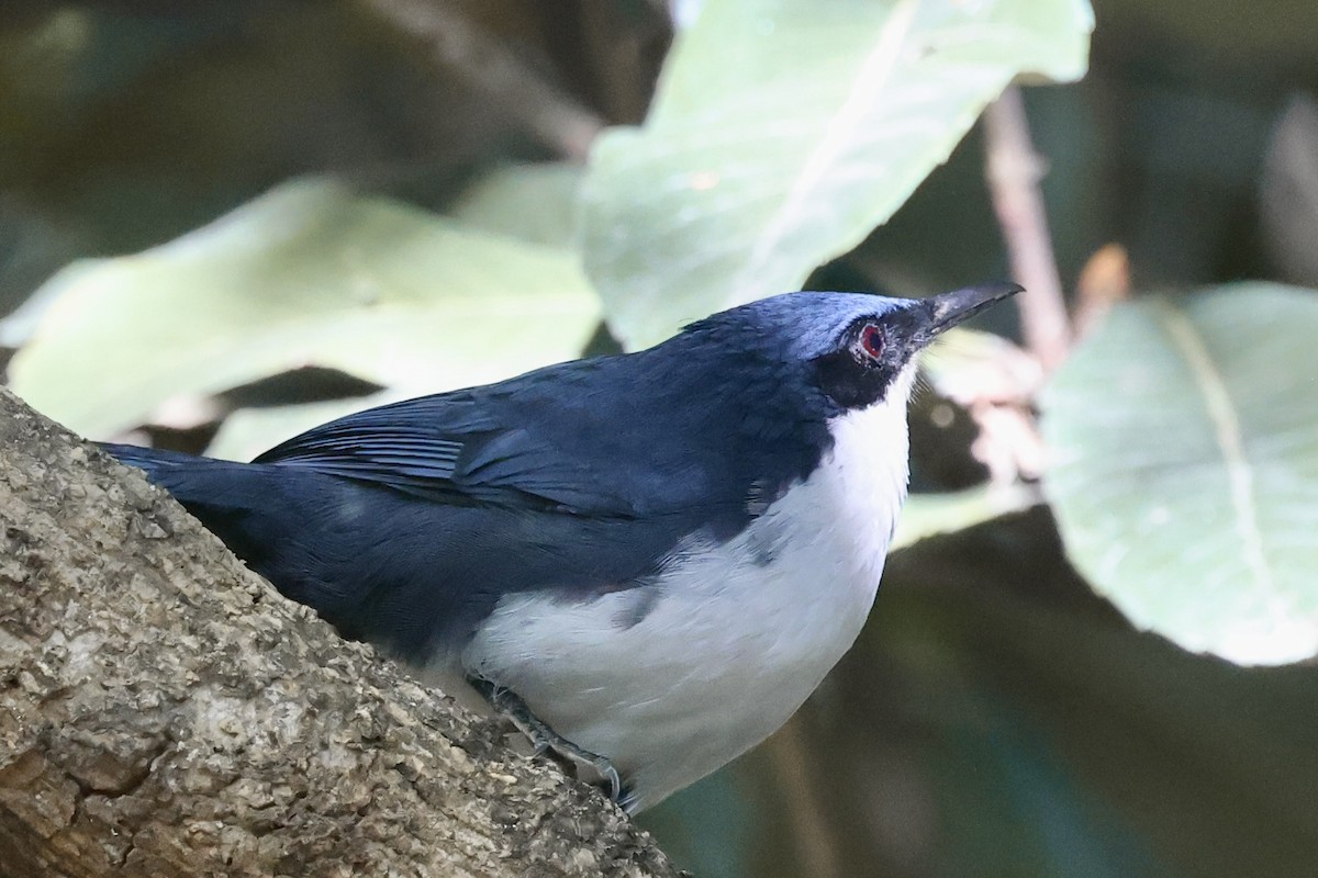 Blue-and-white Mockingbird - ML652801506