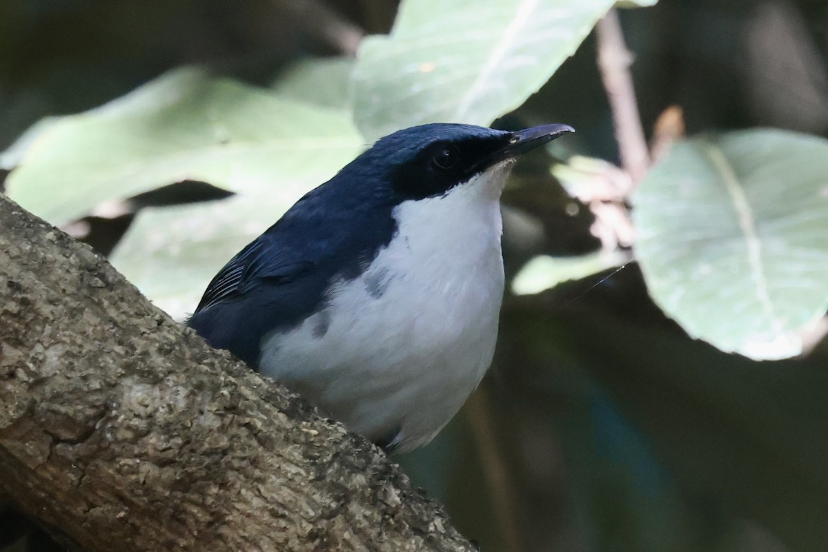 Blue-and-white Mockingbird - ML652801527