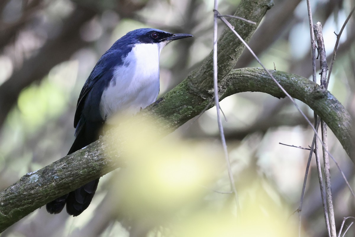 Blue-and-white Mockingbird - ML652801528