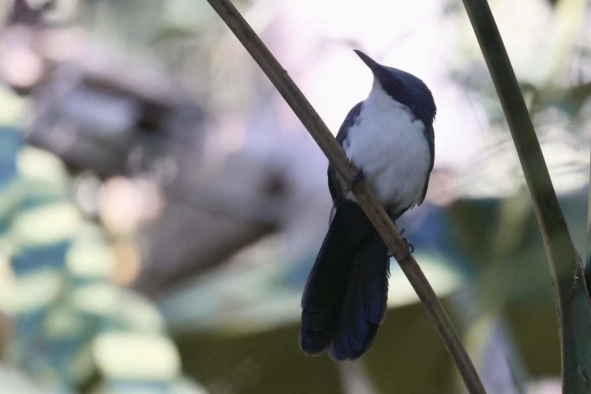 Blue-and-white Mockingbird - ML652801556
