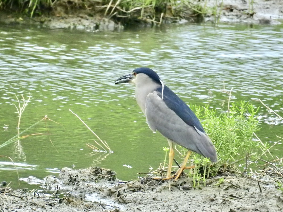 Ногоовор зашин - ML652801569