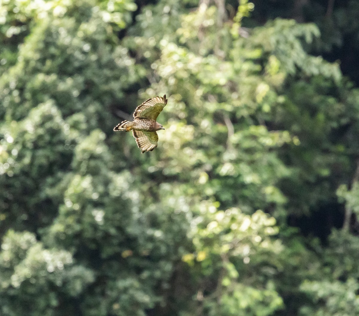 Broad-winged Hawk - ML652801739