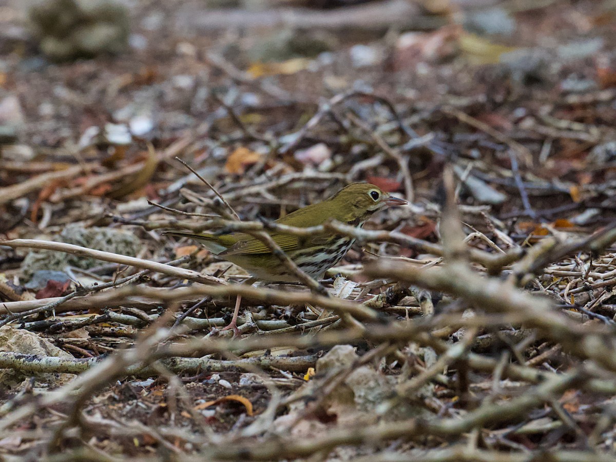 Ovenbird - ML652801748