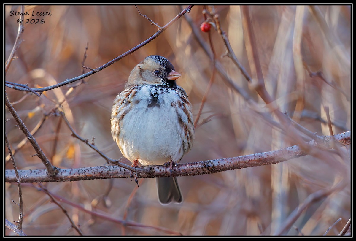 Harris's Sparrow - ML652801761