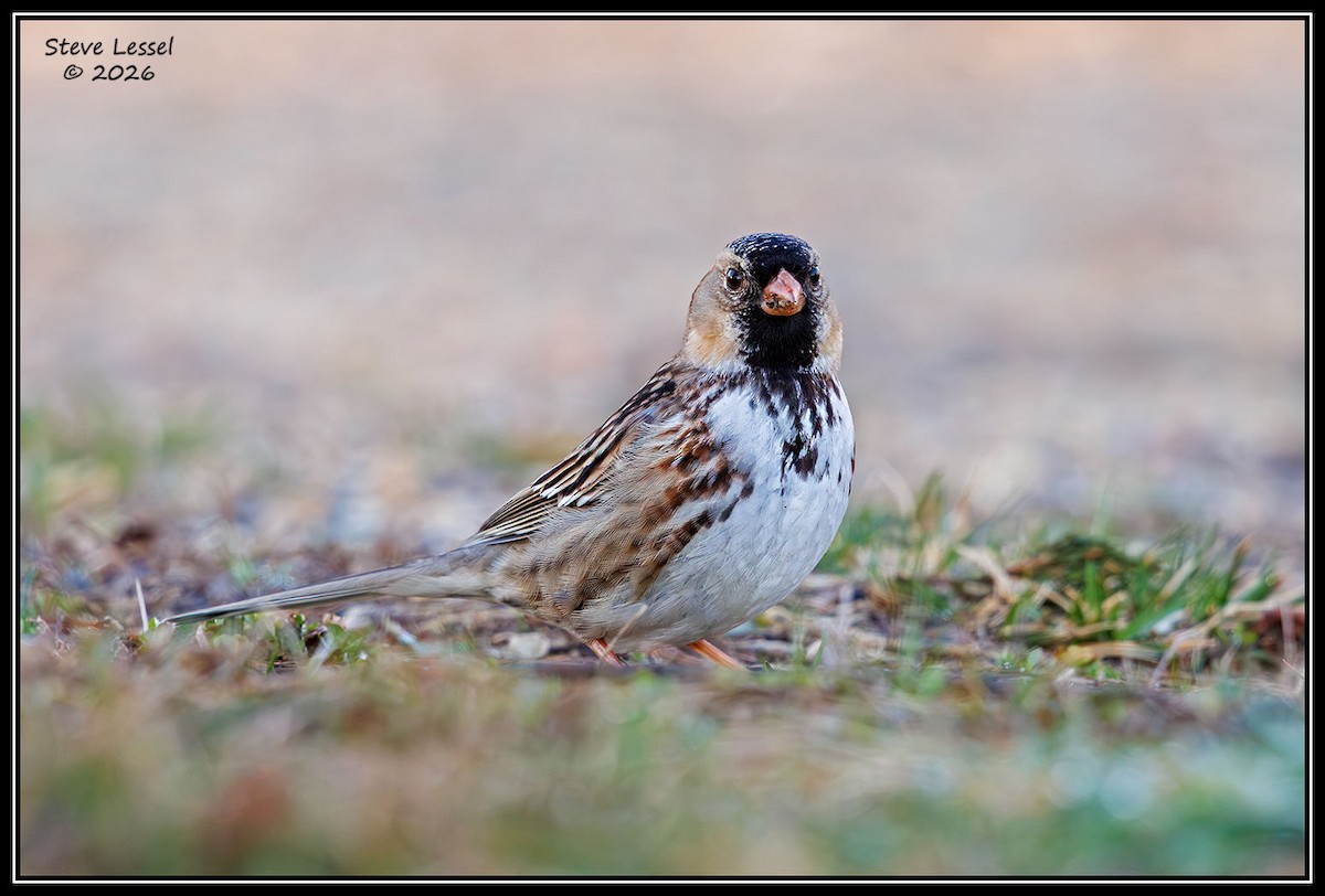 Harris's Sparrow - ML652801762