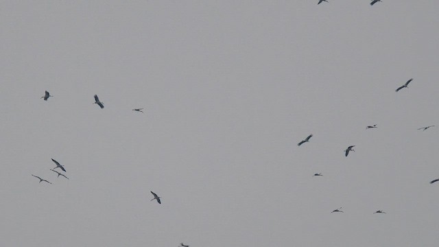 Oriental Stork - ML652801896