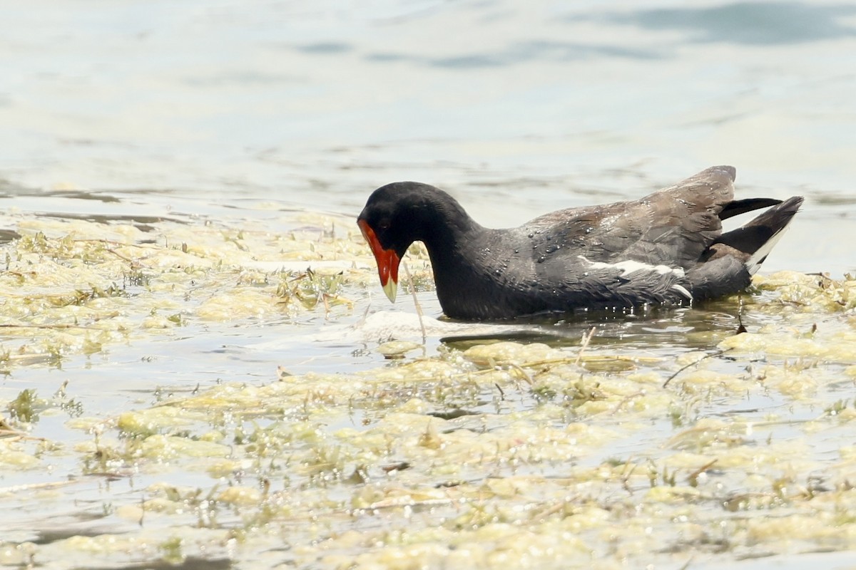 Common Gallinule - ML652801916