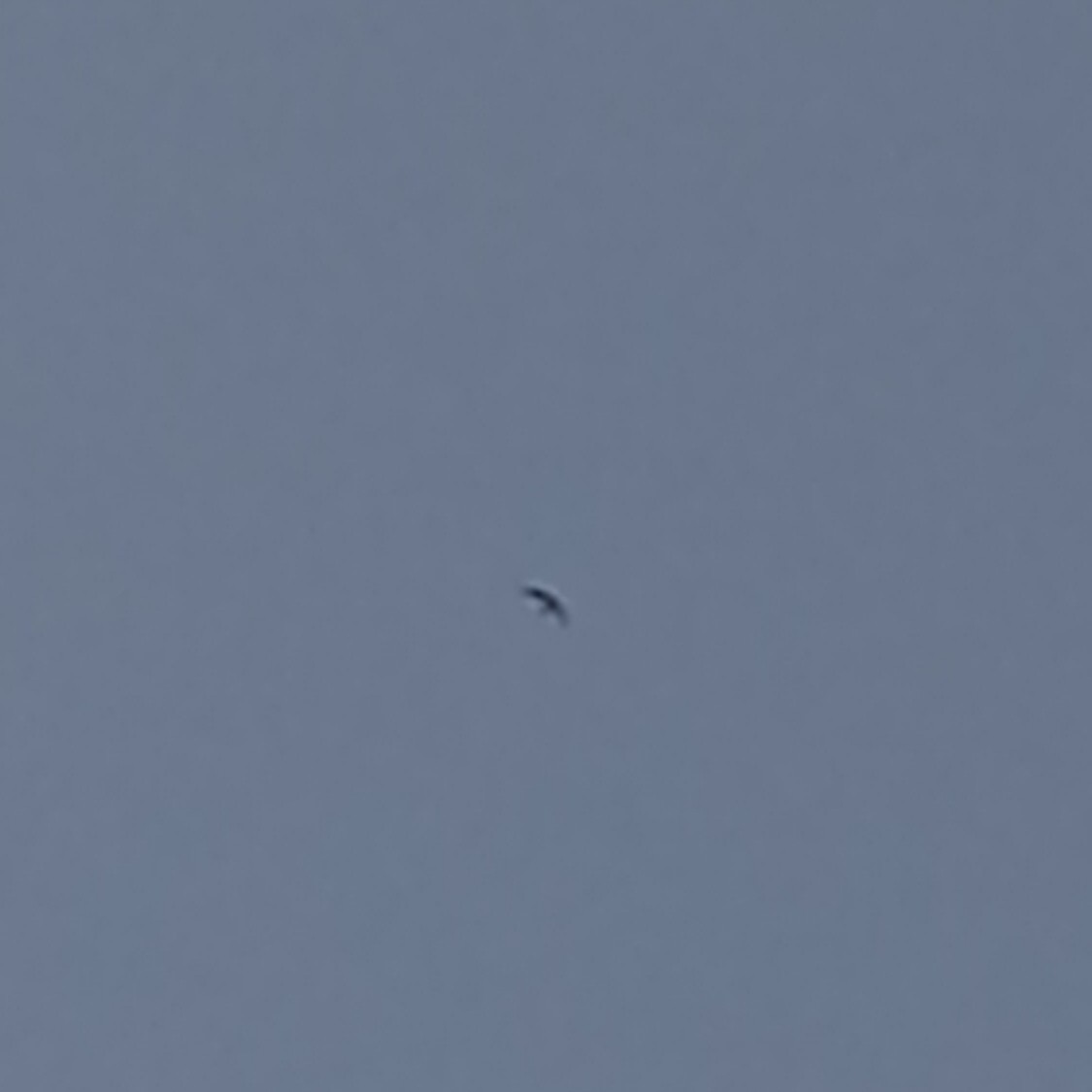 Alpine Swift - ML652801920