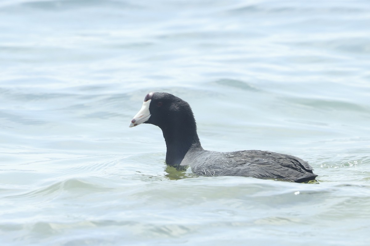 American Coot - ML652801927