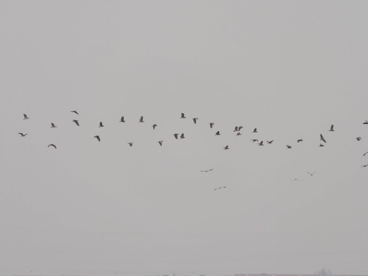 Ногоовор зашин - ML652801938