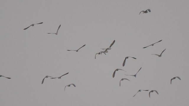 Ногоовор зашин - ML652801939