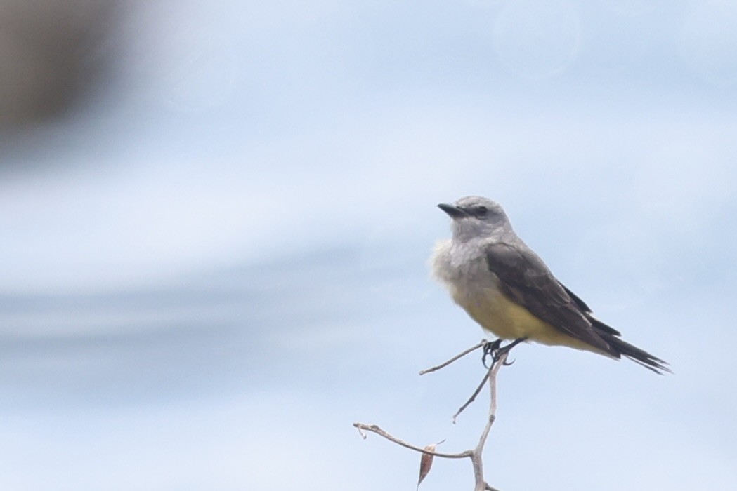 Western Kingbird - ML652801947