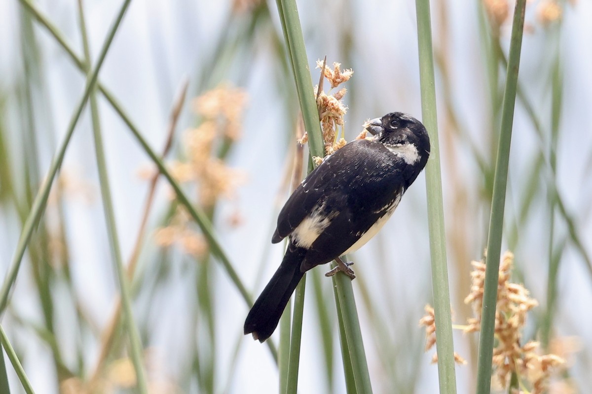 Morelet's Seedeater - ML652801970