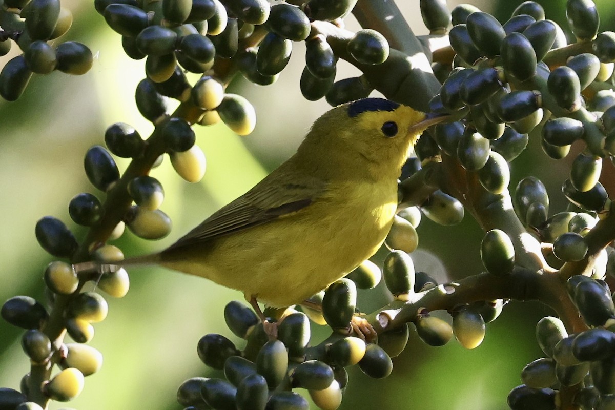 Wilson's Warbler - ML652802034