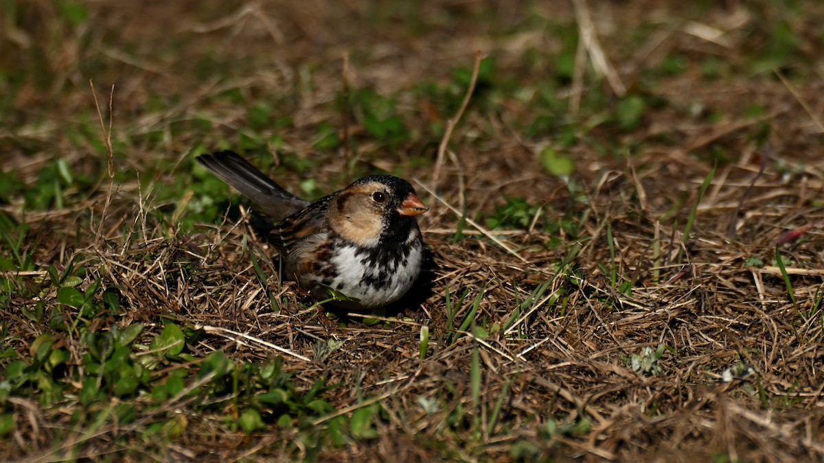 Harris's Sparrow - ML652802061
