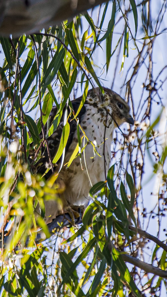 Broad-winged Hawk (Northern) - ML652802088