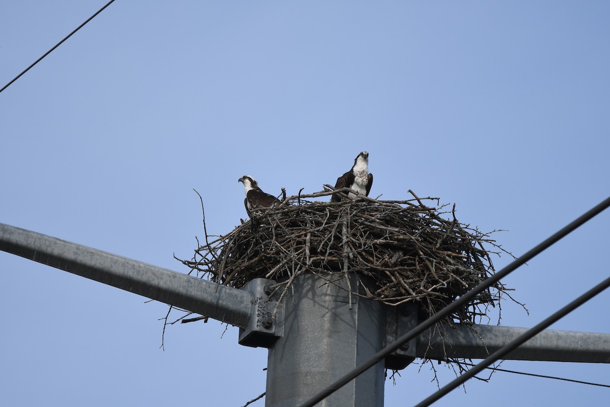 Arrano arrantzalea - ML652802100