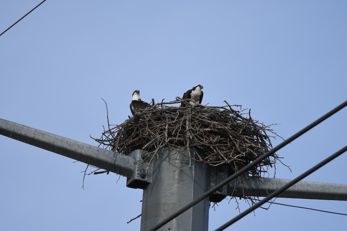 Arrano arrantzalea - ML652802101